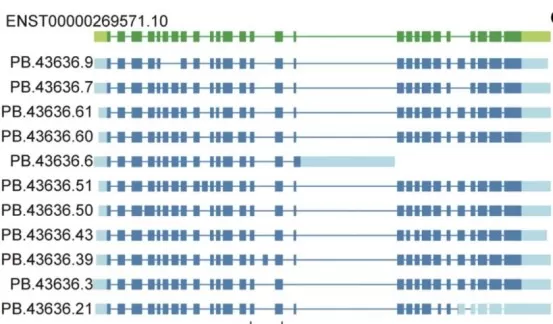 Structure of eleven selected ERBB2 novel isoforms.